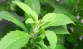 Stevia Sweetener